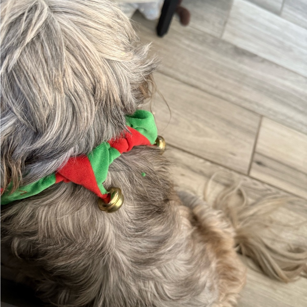 Christmas Dog Collar Scrunchie Jingle Bell Red & Green